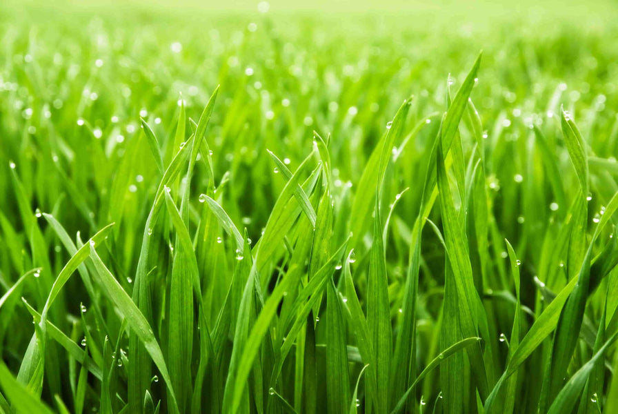 Benefits of Barley Grass